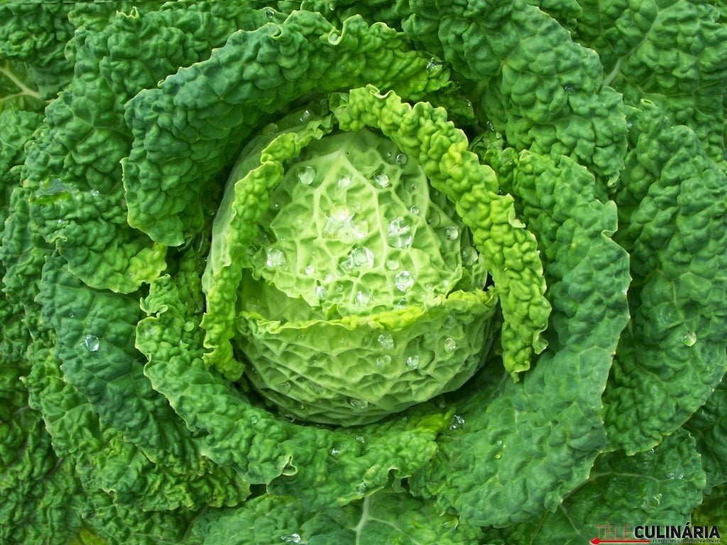 Closeup of a savoy cabbage - outdoor shot